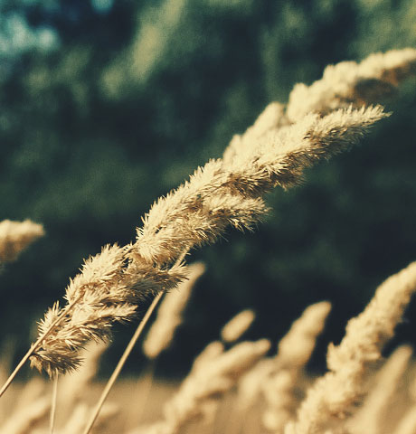在线网页发短信